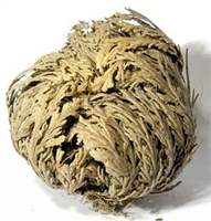 Jericho Flower, Resurrection Flower, Rose of Jericho