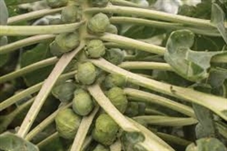 Brussels Sprouts (whole stalk with leaves) ~ 1 stalk