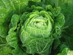 Cabbage, Chinese/Napa (Green) ~ 1 large head