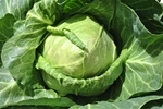 Cabbage, Cone (Green) ~ 1 medium head