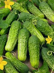 Cucumbers, Pickling Bulk ~ 5 lbs