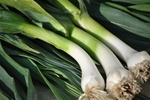 Garlic, Green ~ 1/order