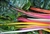 Chard, Rainbow Swiss ~ 1 bunch