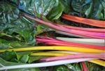 Chard, Rainbow Swiss ~ 1 bunch