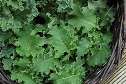 Kale, Curly Green ~ 1 bunch