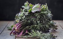 Kale, Baby Red Russian ~ 5oz