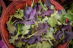 Mustard Greens ~ 1 bunch