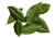 Bay Leaves, Fresh ~ 8 leaves