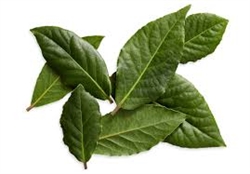 Bay Leaves, Fresh ~ 8 leaves