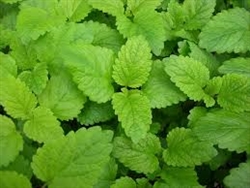 Lemon Balm ~ 1 oz