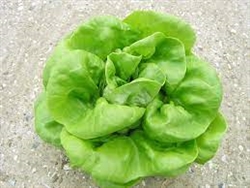 Lettuce, Green Butterhead ~ 1 head