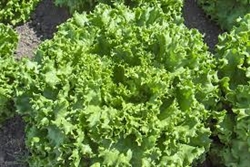 Lettuce, Green Fringed ~ 1 head