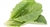 Lettuce, Green Romaine (leaves) ~ 1 head