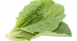 Lettuce, Green Romaine (leaves) ~ 1 head