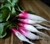 Radish, D'Avignon ~ 1 bunch (4 to 6)