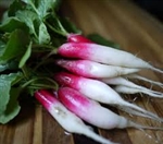 Radish, D'Avignon ~ 1 bunch (4 to 6)