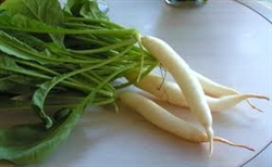 Radish, Daikon (with tops) ~ 1 bunch