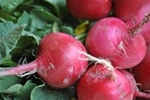 Radish, Red ~ 1 bunch