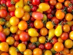 Cherry Tomatoes, Mixed (dry farmed) ~ 1 pint