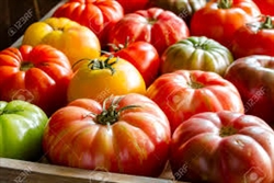 Bulk Heirloom Tomatoes (dry-farmed) ~ 5 lbs
