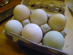 Duck Eggs - 1/2 dozen