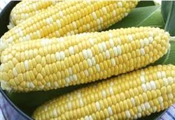 Corn, Sweet White, Yellow or Bicolor ~ 4 ears