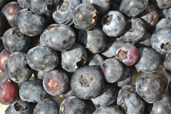 Blueberries (Organic) ~ 1 pint