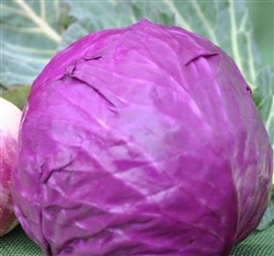 Cabbage, Red - 1 medium head