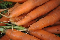 Baby Carrots ~ 1 bunch