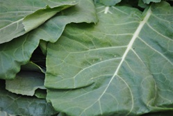 Collards - 1 bunch