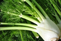 Fennel (with greens) - 1 bulb