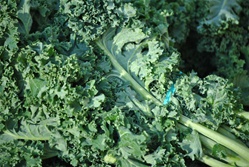 Kale, Green, Siberian - 1 bunch