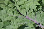 Kale, Red Russian - 1 bunch