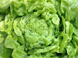 Lettuce, Butterhead - 1 head