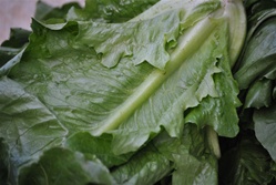 Lettuce, Romaine - 1 head