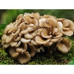 Maitake (Hen of the Woods) Mushrooms ~ 3.5 oz