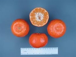 Clementines, Organic ~ 1lb