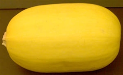 Squash, Spaghetti - 1 ~ 2.5+ lbs