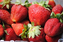 Organic Strawberries ~ 1 lb