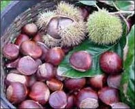 chestnuts, gluten-free, local, north carolina grown, dunstan tree, american chestnut