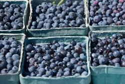 Blueberries - 1 pint