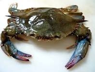 FROZEN Softshell Crabs, Prime/Medium ~ 1 crab