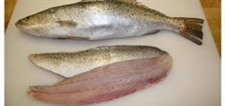 FROZEN Speckled Sea Trout Fillet (skin-on) - 2/pack ~ 11 to 13 oz