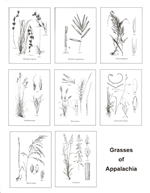 Notecards, Appalachian Grasses