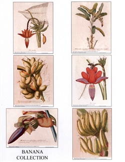 Notecards, Rare Book Print Set - Bananas