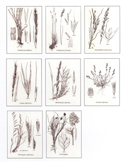 Notecards, Grasses of California, The Grass Manual