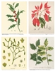 Notecards, Rare Book Print Set - Christmas