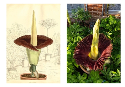 Notecards, Corpse Flower