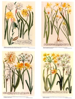 Notecards, Rare Book Print Set - Daffodils