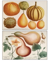 Notecards, Rare Book Print Set - Gourds